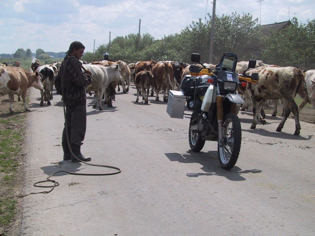 20020604_1321d-Durch_die_Kuhherde_-_Viehirt_und_mein_Moped_2