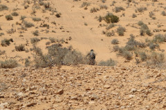Tunesien 2010