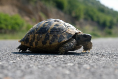 Türkei Tag 06 - Nea Iriklitsa