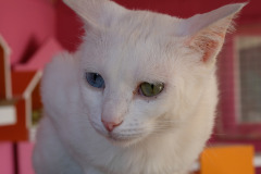 Türkei und Bulgarienreise